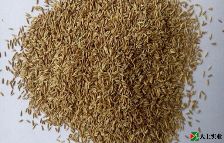 足球場(chǎng)天然草草種